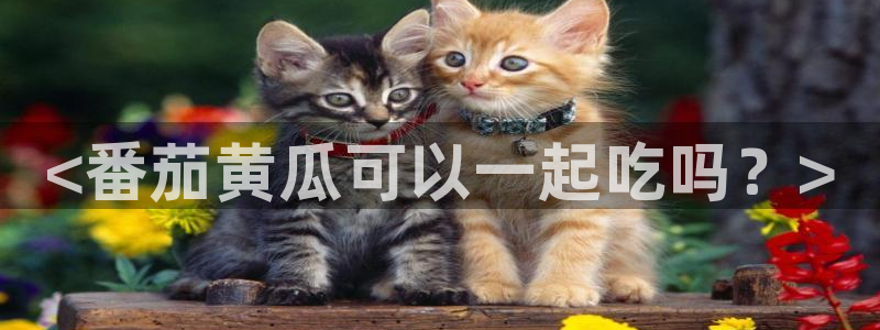 各种网红爆料吃瓜：<番茄黄瓜可以一起吃吗？>